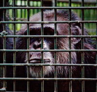 Rockhampton Zoo - Accommodation Whitsundays