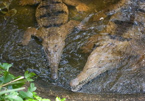 Rockhampton Zoo - Accommodation Whitsundays 1