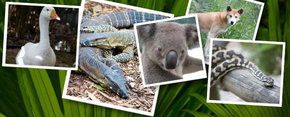 Rockhampton Zoo - Accommodation Whitsundays 2