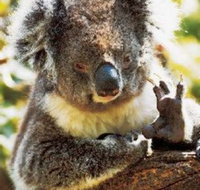 Gorge Wildlife Park - Accommodation Whitsundays