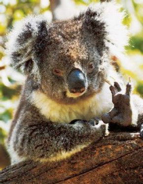 Gorge Wildlife Park - Accommodation Whitsundays 0