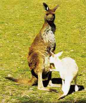 Gorge Wildlife Park - Accommodation Whitsundays 1