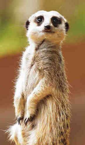 Gorge Wildlife Park - Accommodation Whitsundays 2