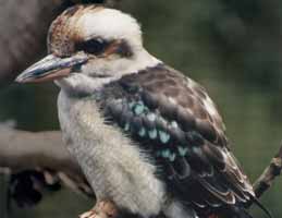 Nowra Wildlife Park - Accommodation Whitsundays 2