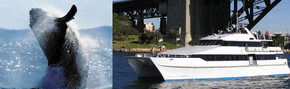 Prestige Harbour Cruises - Accommodation Whitsundays 3