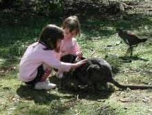 Urimbirra Wildlife Park - Accommodation Whitsundays 1
