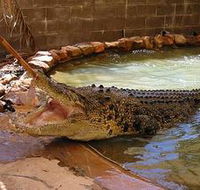Wyndham Zoological Gardens and Crocodile Park - Accommodation Whitsundays
