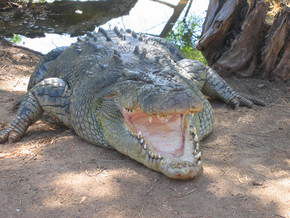 Wyndham Zoological Gardens And Crocodile Park - Accommodation Whitsundays 2