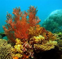 Three Islands Whale Shark Dive - Accommodation Whitsundays