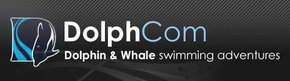 Dolphcom - Dolphin & Whale Swimming Adventures - Accommodation Whitsundays 0