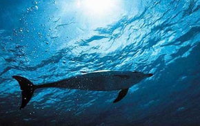 Dolphcom - Dolphin & Whale Swimming Adventures - Accommodation Whitsundays 1