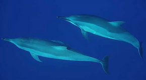 Dolphcom - Dolphin & Whale Swimming Adventures - Accommodation Whitsundays 3