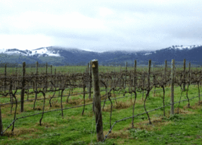 Kinloch Wines - Accommodation Whitsundays