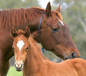 Blue Gum Farm - Accommodation Whitsundays 0