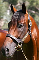 Blue Gum Farm - Accommodation Whitsundays 2