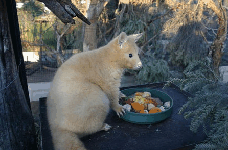 Caversham Wildlife Park - Accommodation Whitsundays 1
