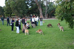 Caversham Wildlife Park - Accommodation Whitsundays 2