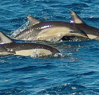 Dolphin Swim Australia - Accommodation Whitsundays