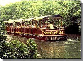 Daintree Rainforest River Trains - Accommodation Whitsundays 0