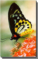 Daintree Rainforest River Trains - Accommodation Whitsundays 2