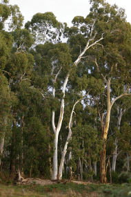 Heysen - The Cedars - Accommodation Whitsundays 2