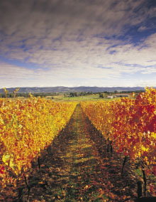 Link Tours - Accommodation Whitsundays 0