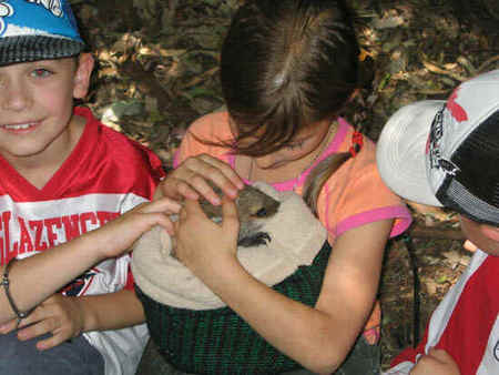 Koala Park Sanctuary - Accommodation Whitsundays 3