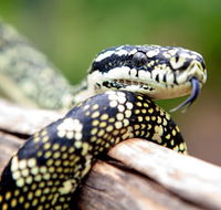 Reptile Encounters - Accommodation Whitsundays