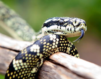 Reptile Encounters - Accommodation Whitsundays 0
