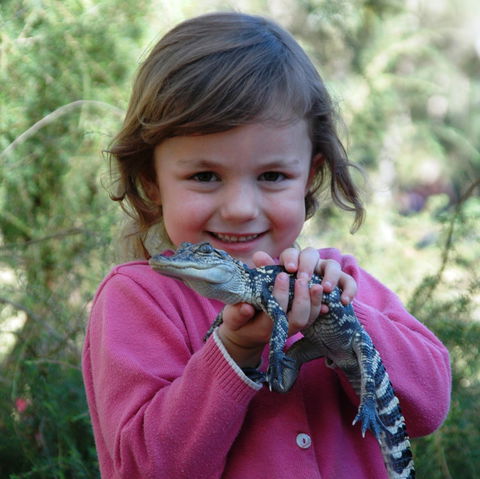 Australian Reptile Park - Accommodation Whitsundays 2