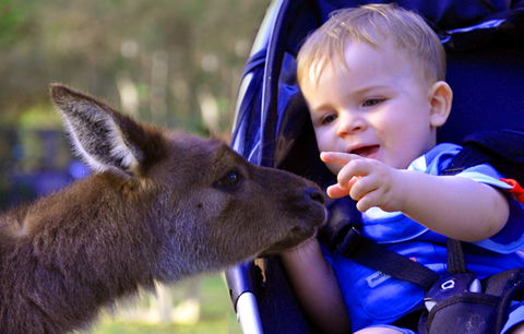 Australian Reptile Park - Accommodation Whitsundays 6