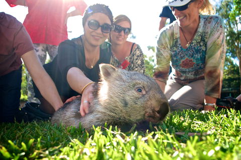 Australian Reptile Park - Accommodation Whitsundays 10