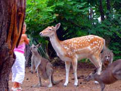 Birdland Animal Park - Accommodation Whitsundays 4