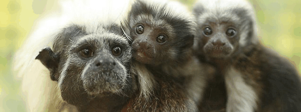 Alma Park Zoo - Accommodation Whitsundays 3