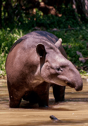 Alma Park Zoo - Accommodation Whitsundays 4