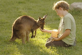 Cleland Wildlife Park - Accommodation Whitsundays 4