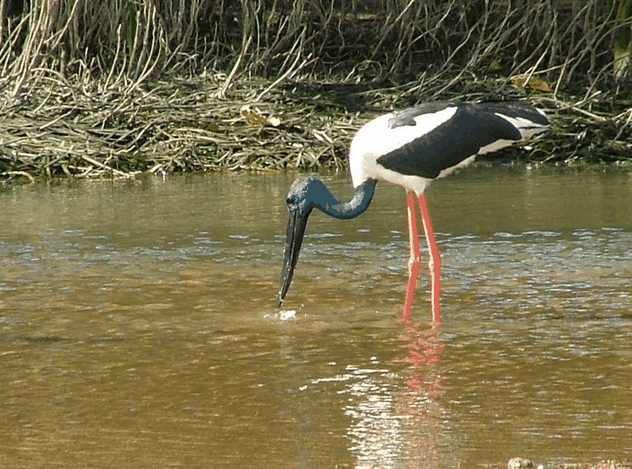 Bruce Belchers Daintree River Cruise - Accommodation Whitsundays 2