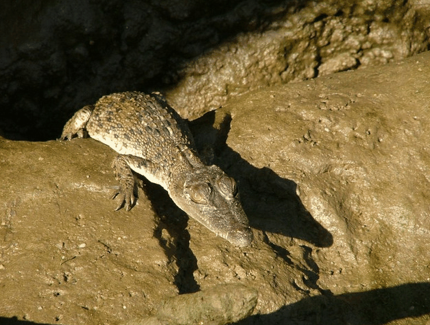 Bruce Belchers Daintree River Cruise - Accommodation Whitsundays 3