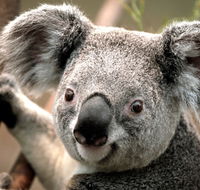 Potoroo Palace - Accommodation Whitsundays