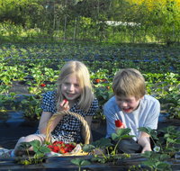 Blue Hills Berries  Cherries - Accommodation Whitsundays