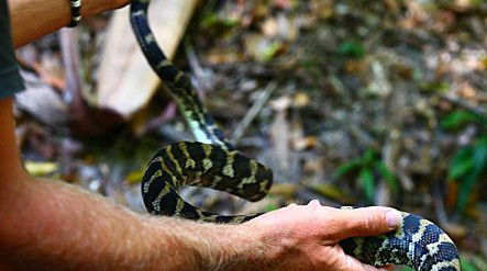 Queensland Day Tours - Accommodation Whitsundays 1