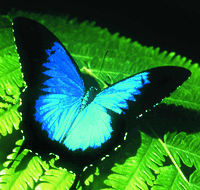 Australian Butterfly Sanctuary - Accommodation Whitsundays
