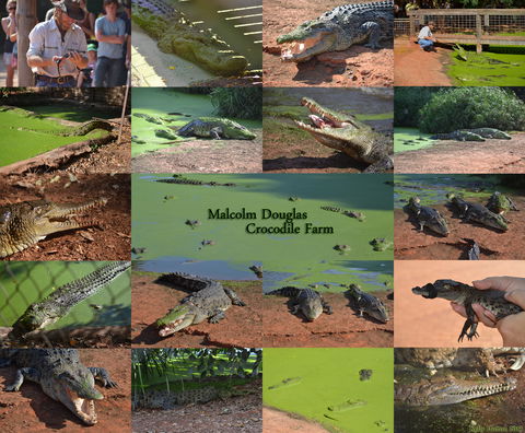 The Malcolm Douglas Crocodile Park - Accommodation Whitsundays 0