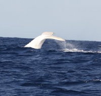 Australian Whale Watching - Accommodation Whitsundays