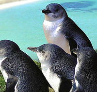 Rockingham Wild Encounters - Accommodation Whitsundays