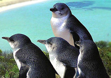 Rockingham Wild Encounters - Accommodation Whitsundays 0