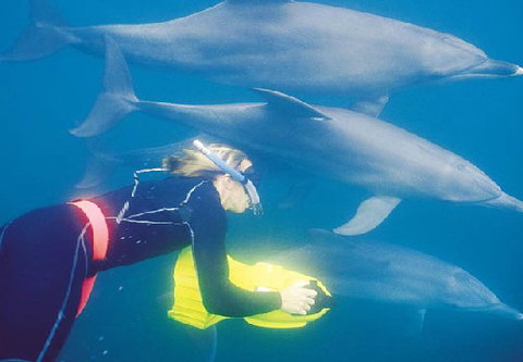 Rockingham Wild Encounters - Accommodation Whitsundays 1