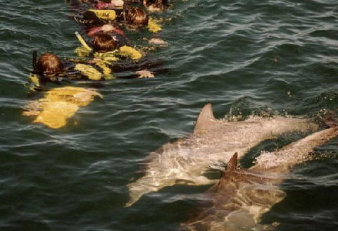 Rockingham Wild Encounters - Accommodation Whitsundays 2