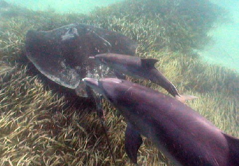 Rockingham Wild Encounters - Accommodation Whitsundays 3