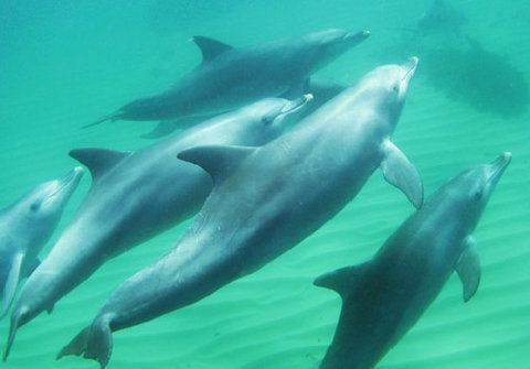 Rockingham Wild Encounters - Accommodation Whitsundays 4